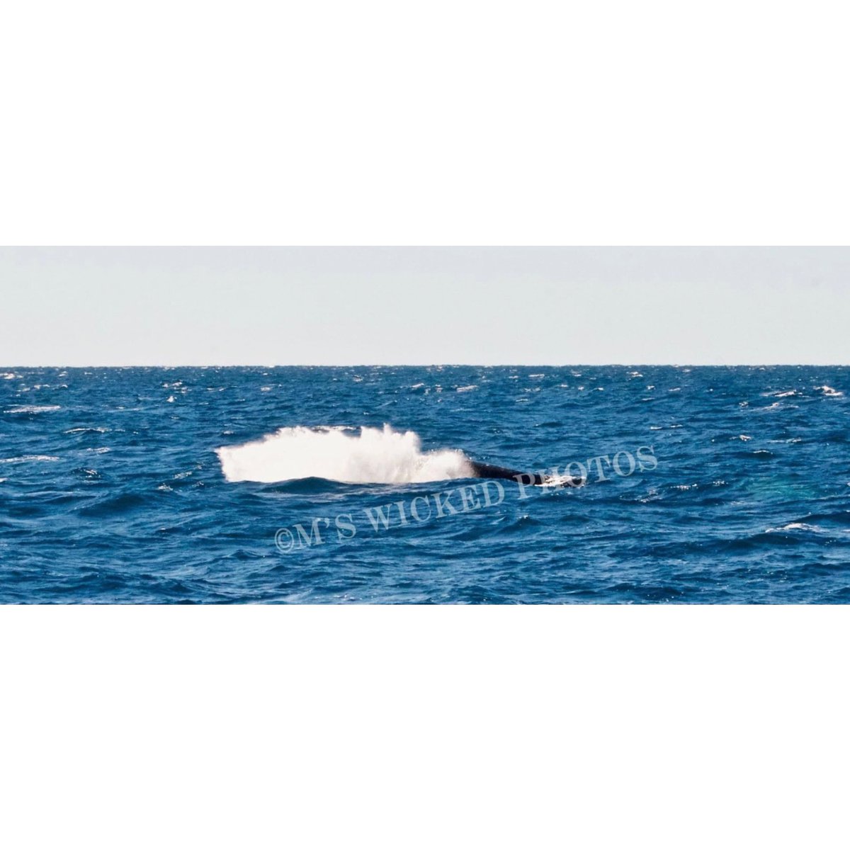 mudwok's tweet photo. Whale Watching at the beginning of June 2021.  Off the Gold Coast this was the first sighting of these magnificent animals. #goldcoast #whales #humpbackwhale #beautiful #magnificent #ocean #australia #whalewatching https://t.co/hZ8PDKCHro