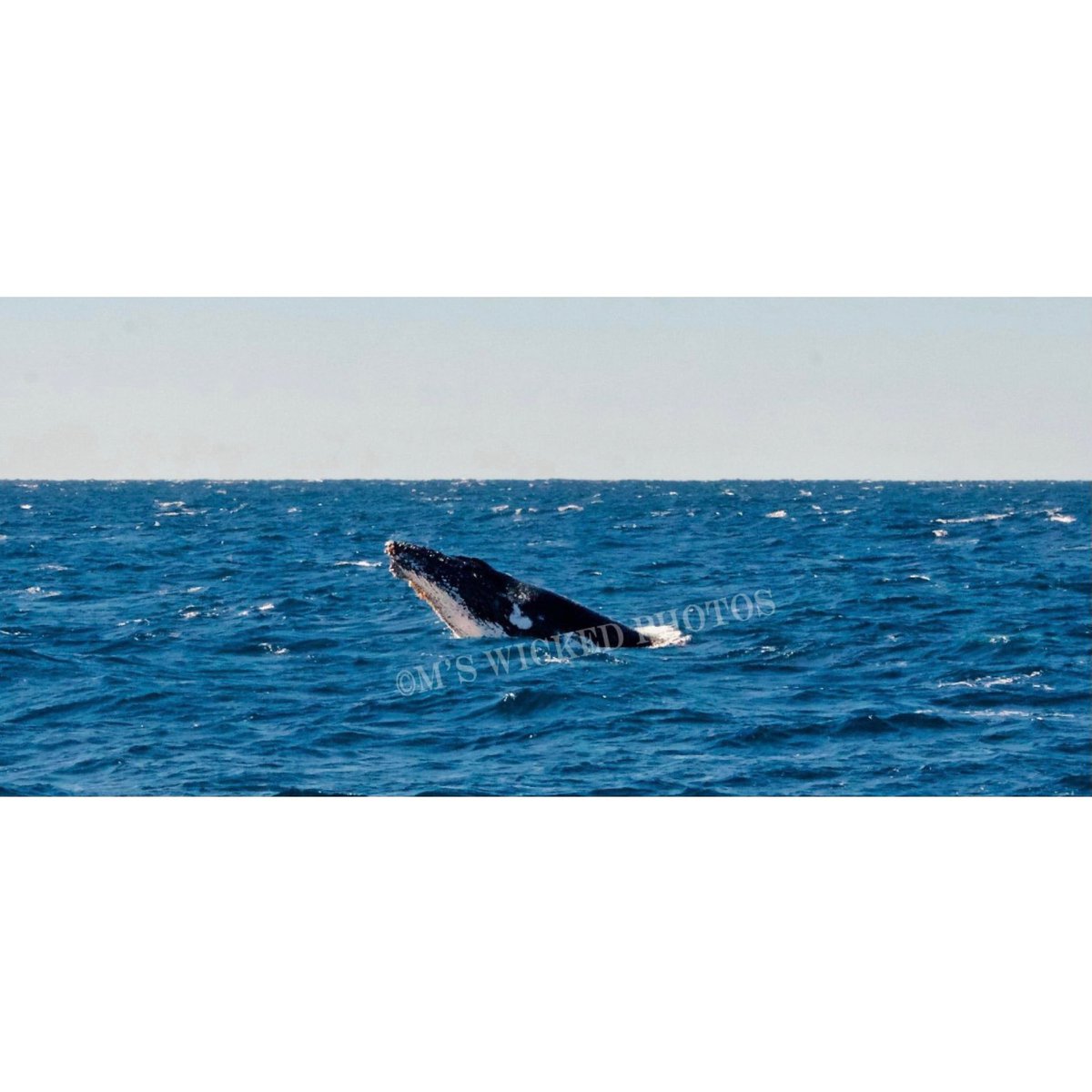 mudwok's tweet photo. Whale Watching at the beginning of June 2021.  Off the Gold Coast this was the first sighting of these magnificent animals. #goldcoast #whales #humpbackwhale #beautiful #magnificent #ocean #australia #whalewatching https://t.co/hZ8PDKCHro
