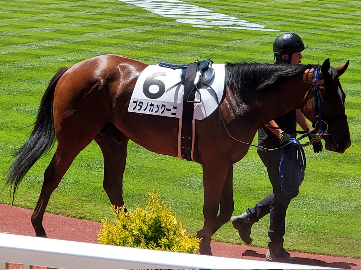 ブタノカックーニの由来は豚の角煮 馬主は誰 サバノミッソーニと兄弟なのか れもんメディア