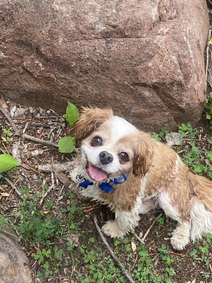 LoudMouthMike13's tweet image. Twitter seems like a cess pool of negativity so here’s a pic of a #GoodBoy #BobTheDog