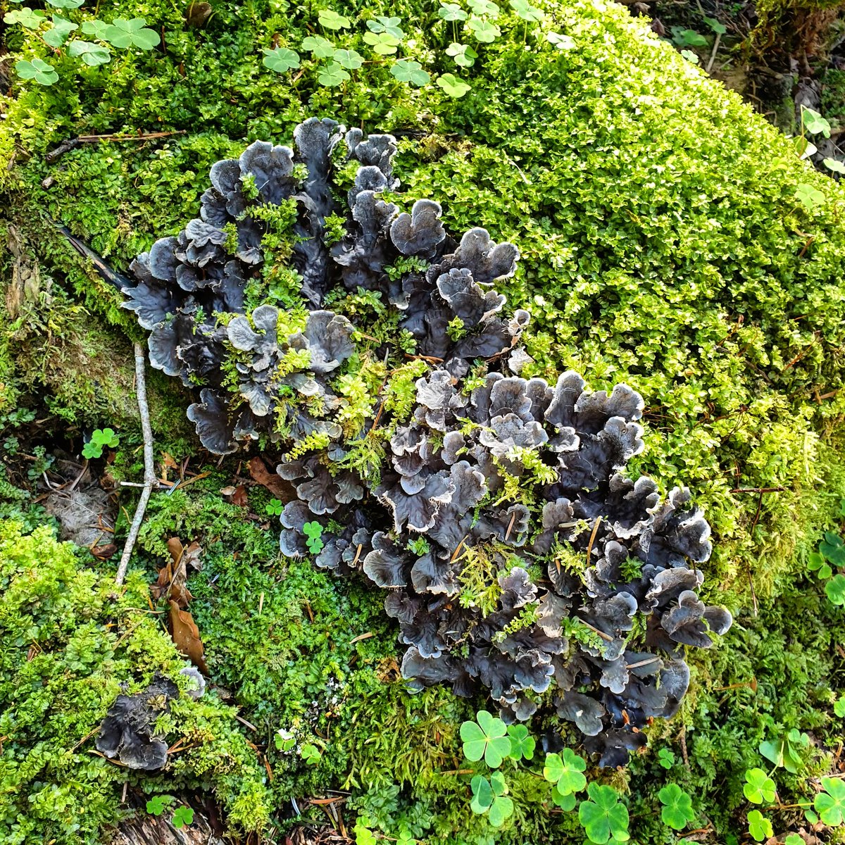 monteromonti's tweet photo. A veces el #bosque nos distrae del #microbosque.
Un detalle del #hayedo de #Turieto Alto.
#Pirineos
#Ordesa
#Pirenaicos21 https://t.co/IsC3HIuPei