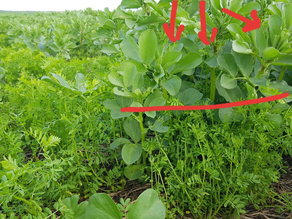 #Bentil observations. Lentils certainly gaining some extra height from trellising up beans.