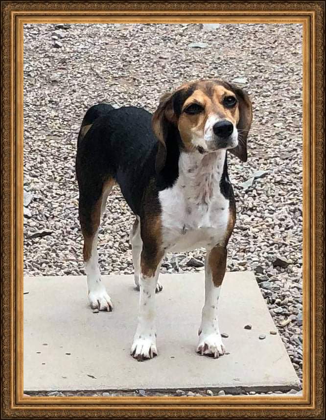 Evaluation Hold

Willow is a sweet young beagle who recently came into care. She's a young adult but has missed out on much of the training that most dogs get at a younger age. 

#misfitmanordogreacue