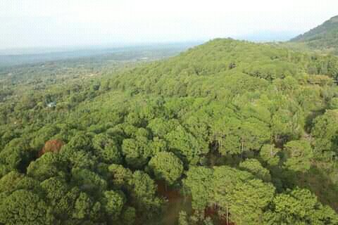 tukwa2's tweet photo. #saveRainForest
#saveOloluaRainForest
#saveOloluaForestkenya
#TreesForLife
#conserveForest
#wildlifeconservation https://t.co/WTWN6N10WV