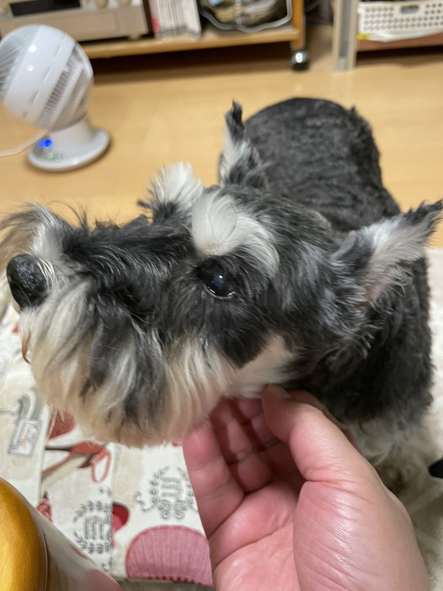 Sdrn 保護犬 Twitter Search