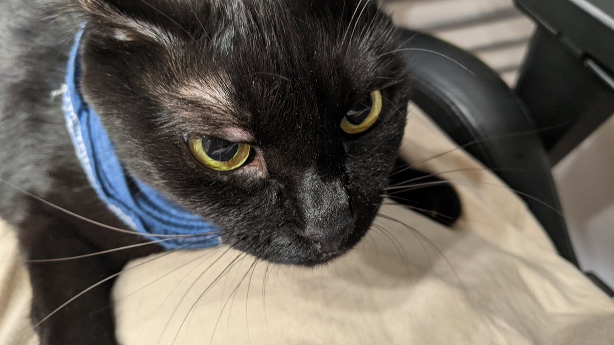 溝猫と壁猫 Gwcats Twitter 溝猫と壁猫 Gwcats Twitter