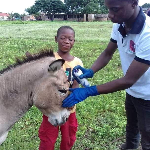 This is Sekou along with his family #donkey 'DO'. Sekou is the one who normally uses the donkey for their family work. According to Sekou, his attitude towards their family donkey has been transformed as a result of LAWCS' #animalwelfare education program. The #educationprogram