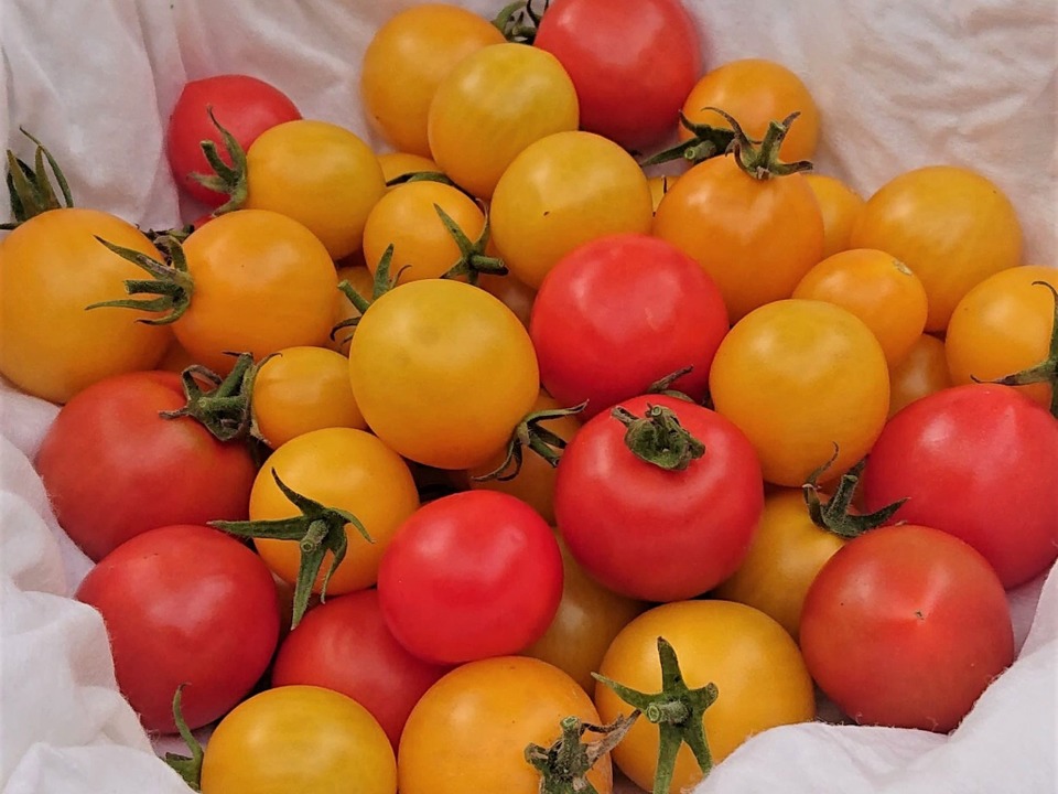 agri0607's tweet image. 高知で多品目を育てる野菜農家さんからのSOS。

この時期のお野菜とても好きなのでぜひ食べてほしい気持ちです🍆🍅🥒

#農家漁師からのSOS

👇イチオシの野菜セット