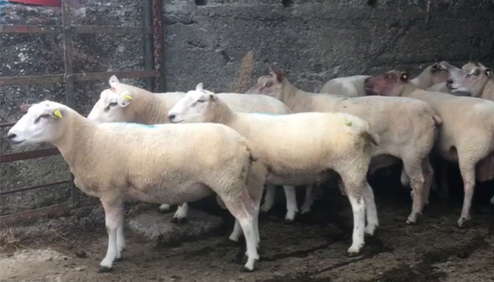 teagasc's tweet photo. On the latest episode of #OviCast, Edward Egan @TeagascLKMDL takes us through some of the basic checks that should be conducted, checking ram soundness and the absence of injuries, infections or other impairments. Listen in https://t.co/SzciFHQ469 @TeagascSheep https://t.co/kXaNWHTJaq