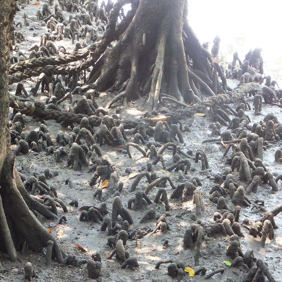 ていぞう 祝 世界自然遺産登録 西表島のマングローブ オヒルギ の根は 人が膝を立てたような膝根 しっこん が特徴 水湿地では深く根を張ると呼吸ができないため 横方向に伸び呼吸のために所々地表に顔を出す T Co Dtozhdocof 西表島 膝根