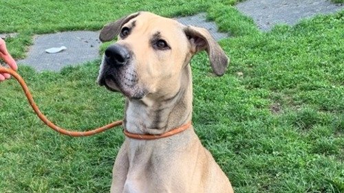 Please retweet to help Dane find a home #BIRMINGHAM #England ❤️
Aged 3 looking for experienced adult home, could possibly live with a laid back female dog that likes play

DETAILS or APPLY👇
birminghamdogshome.org.uk/re-homing/dogs…
#dogs #pets #animals #Saturday