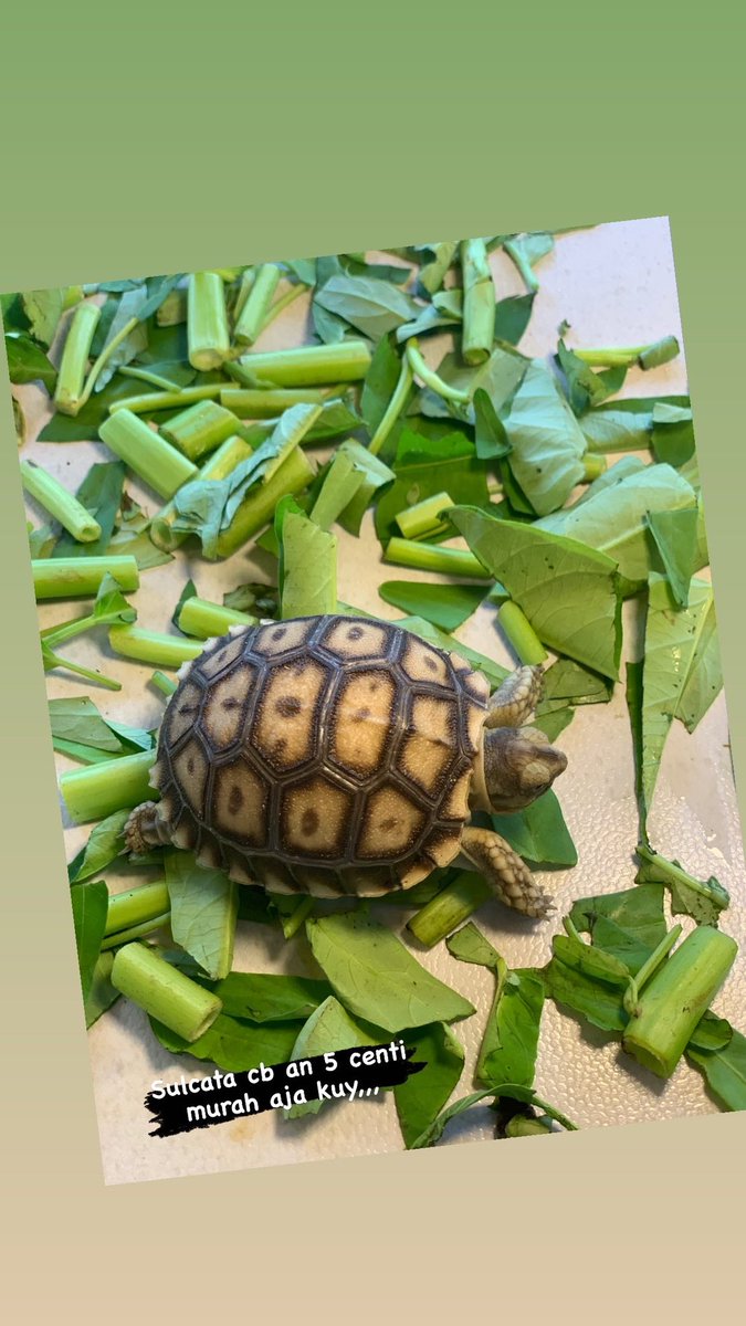 Vide|soul management (@videkesturi) on Twitter photo 