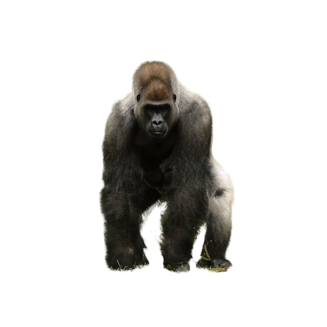GorillaConsult1's tweet photo. I like to keep it simple, &amp; straight forward no jargon, down to earth help and advice for you and the business you’ve created. Everything from a sounding board to full marketing campaigns. Logo design to social media management.
The silverback protects and looks after his troop https://t.co/4WZZg85ABu