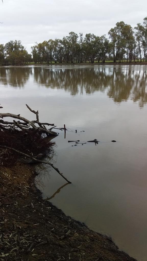 PaulTepelis's tweet photo. Plenty of water for everybody even the Speewa creek. #mightymurray https://t.co/LITHYtuWbD