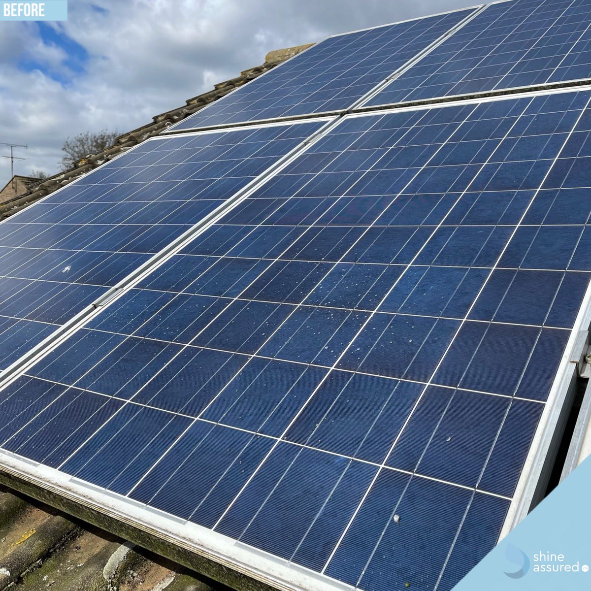 Shine Assured Ltd tweet media