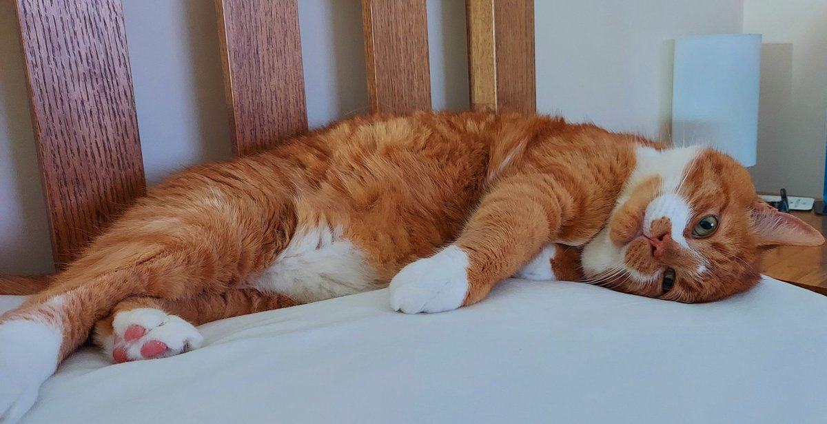 TreezyDD's tweet image. Hello friends, 😻
Happy Saturday/ #caturday ! 
#CatsOfTwitter 
#cats