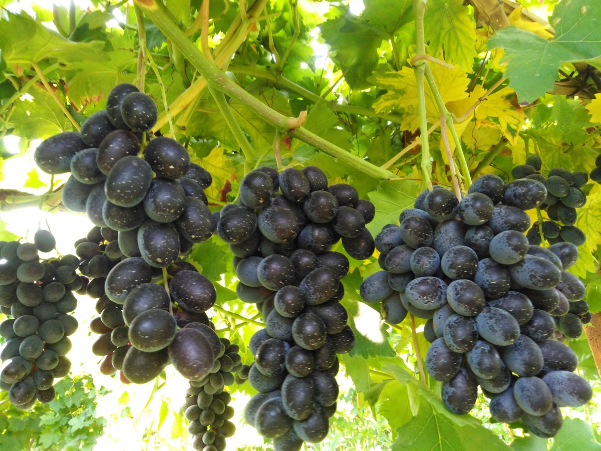 FSeedles's tweet photo. #Manisa #Sarıgöl #Çanakçı #Emcelli bölgesindeki bağlarımızda yetiştirdiğimiz Türkiye nin ilk ve tek çekirdeksiz siyah üzümü #Fantasyseedles ile çekirdeksiz sarı #süperiorseedles üzümlerini üzümseverler dostlara geçen hafta gönderdik. P.Tesi Salı ikinci kesim olacak kargo ücretsiz https://t.co/LxYa5R05Qe