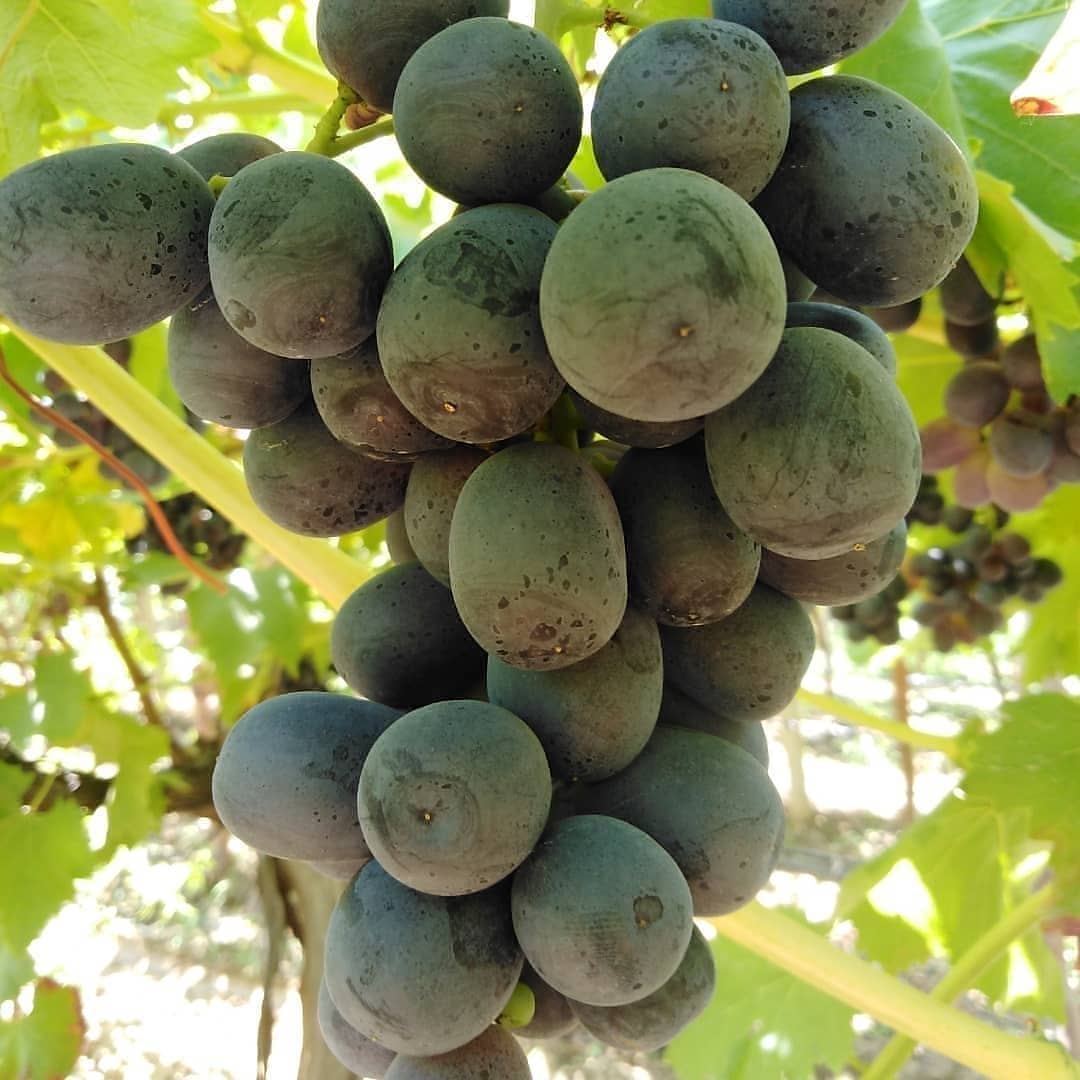 FSeedles's tweet photo. #Manisa #Sarıgöl #Çanakçı #Emcelli bölgesindeki bağlarımızda yetiştirdiğimiz Türkiye nin ilk ve tek çekirdeksiz siyah üzümü #Fantasyseedles ile çekirdeksiz sarı #süperiorseedles üzümlerini üzümseverler dostlara geçen hafta gönderdik. P.Tesi Salı ikinci kesim olacak kargo ücretsiz https://t.co/LxYa5R05Qe