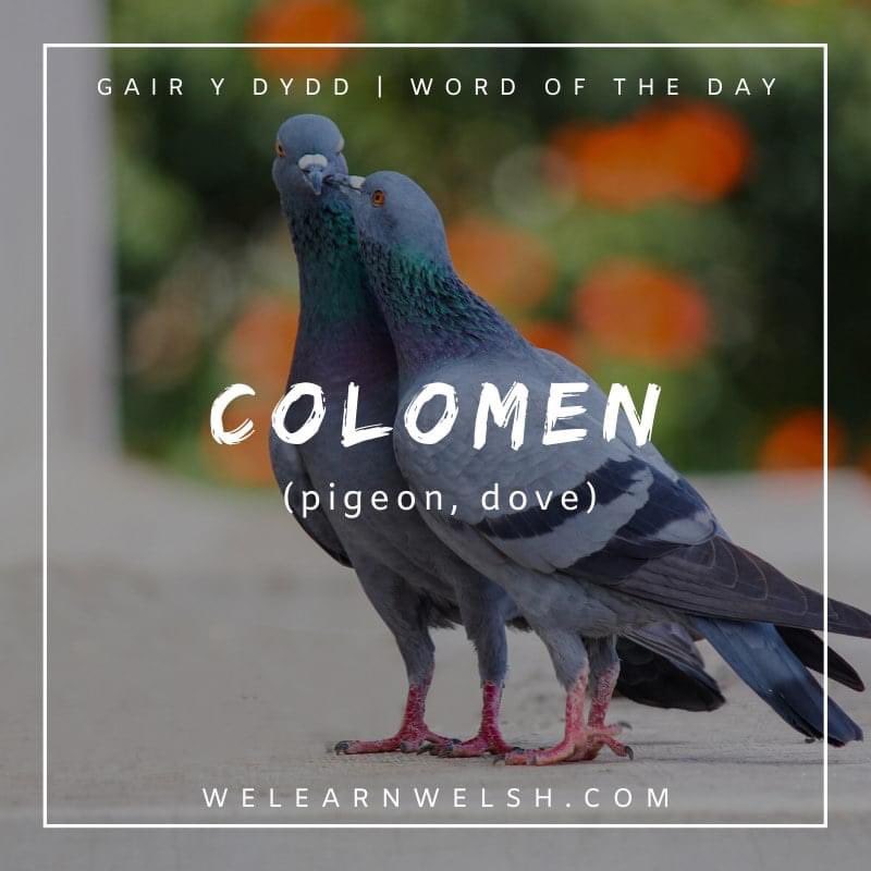 We Learn Welsh (@welearnwelsh) on Twitter photo Gair y dydd / Word of the day: colomen (pigeon, dove)
Mae colomen yn symbol o heddwch. = The dove is a symbol of peace.
#welsh #cymraeg Gair y dydd / Word of the day: colomen (pigeon, dove)
Mae colomen yn symbol o heddwch. = The dove is a symbol of peace.
#welsh #cymraeg