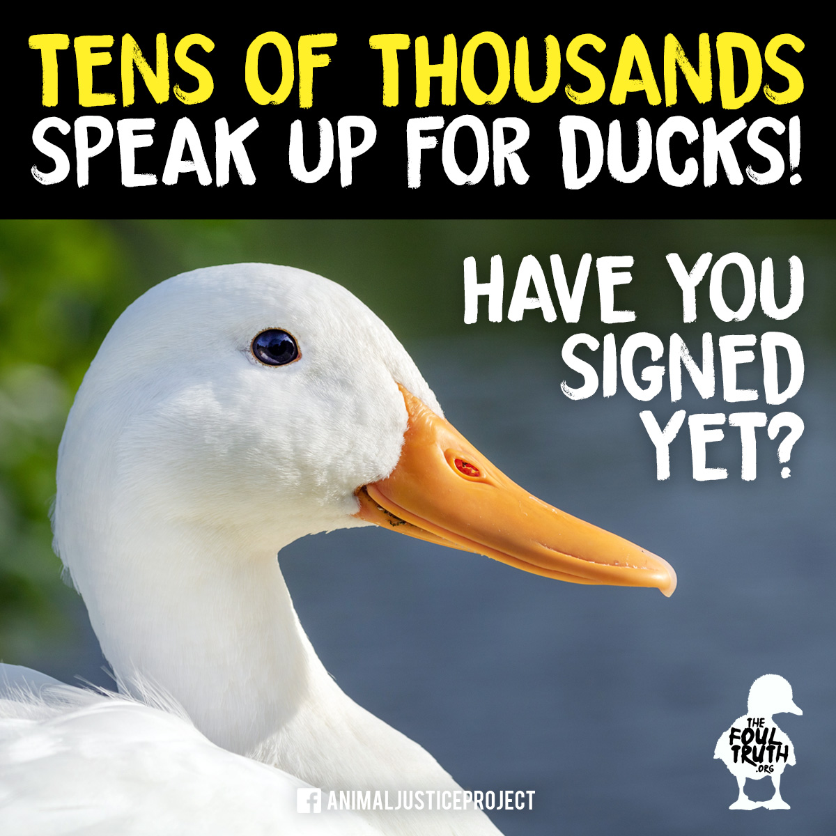 ajpReact's tweet photo. 🚨 HELP US GET #JUSTICEFORDUCKS!
Almost 50,000 people have signed our petition to @CPSUK to demand that they prosecute @RemarkableDuck following our investigation which highlighted severe law breaking and abuse!
SIGN HERE: https://t.co/Lnq86RRQLK
#TheFoulTruth #Gressingham https://t.co/ZgYjbDBB4d