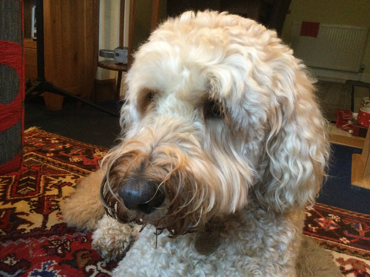 ludoodle's tweet photo. I’m still going strong, aged 9, enjoying running about in the park and chasing squirrels in my garden. https://t.co/eLDh3PgEER