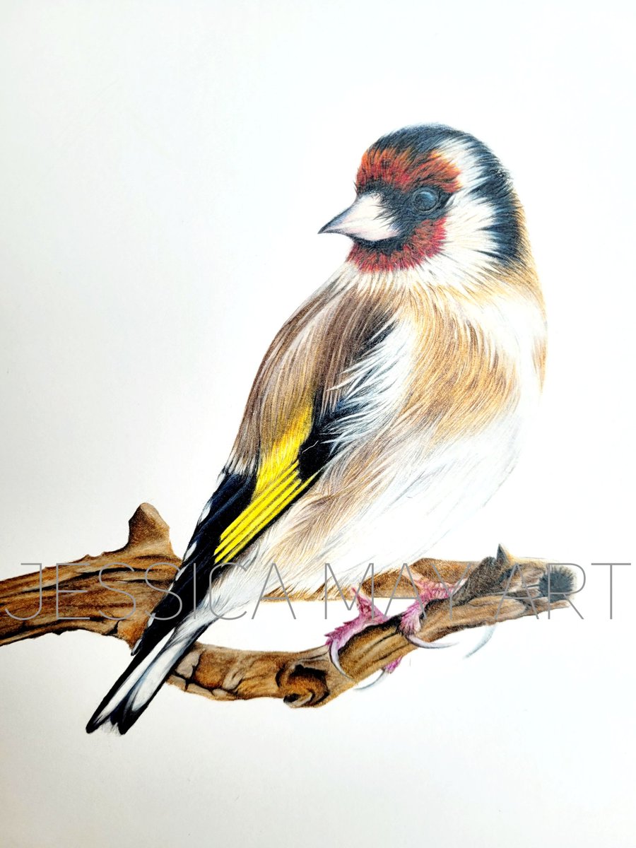 Goldfinch complete. 

#artist #goldfinch #goldfinchart #fabercastellpolychromospencils  #pencildrawing