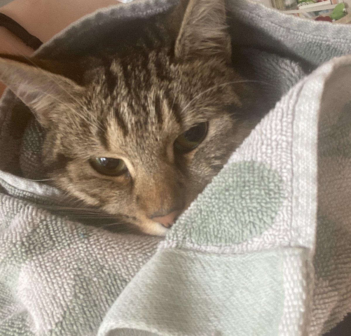 AllThingsIC's tweet photo. A very wet kitten this morning. Tiny Boss Amélie was determined to go outside, in the pouring rain. Instant regret. I managed to keep her still long enough to get dry. Then she went straight out again. #Caturday #CommsCats https://t.co/SuwAglmwbd
