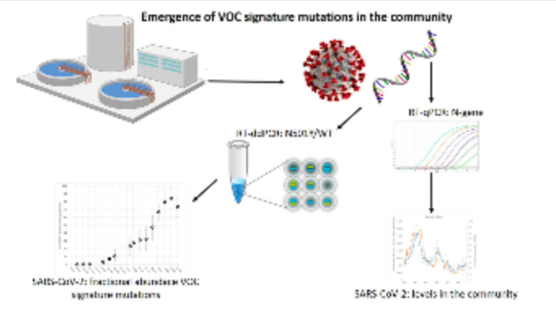 Quantitative detection of SARS COV 2 variants in sewage. Great collaboration with "water partners" and part of our "urban infection pyramid study" in <a href="/EuropeVeo/">VEOEurope</a>  <a href="/KWR_Water/">KWR Water Research Institute</a> @Gertjan_Medema <a href="/miranda_graaf/">MirandaDeGraaf</a> <a href="/tudelft/">TU Delft</a> <a href="/VEO/">Veo</a>  sciencedirect.com/science/articl…