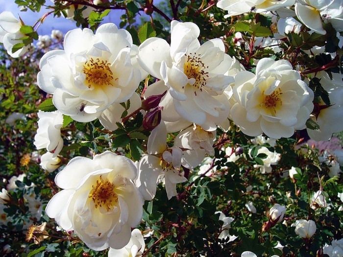 Шиповник крупноцветковый махровый. Белый шиповник сорта. Белый шиповник сорта. Шиповник махровый. Белый шиповник сорта.