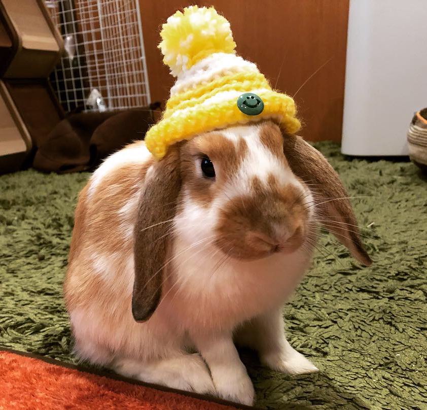 うさぎのみかん Mikan239 Mikan 239 Twitter