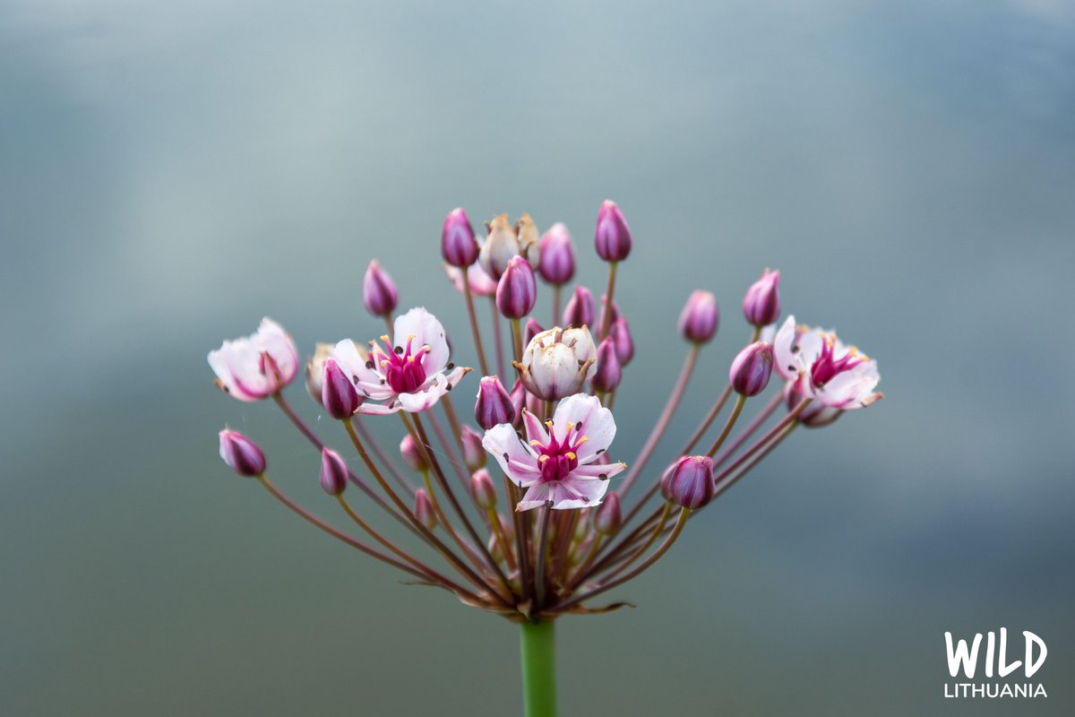 WildLithuania's tweet photo. Beautiful flowering rushes on the banks of the Nemunas!
https://t.co/HGISxJvLM8
#WildLithuania #Lithuania #visitLithuania #Lietuva #Nemunas #Nemo #RiverWorldLT #glamping #camping #raft #sailing #riverlife #adventure #summer #plaustas #plaukimas #vasara #wildflowers #laukinėsgėlės https://t.co/FRgRNXlRxx