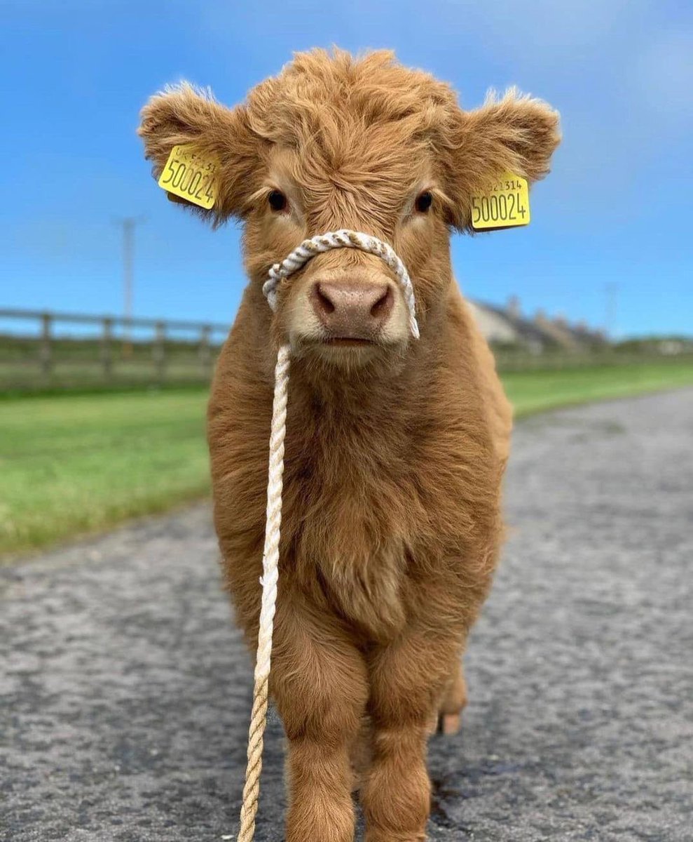 We all love a cute calf photo on our dash 🧡
