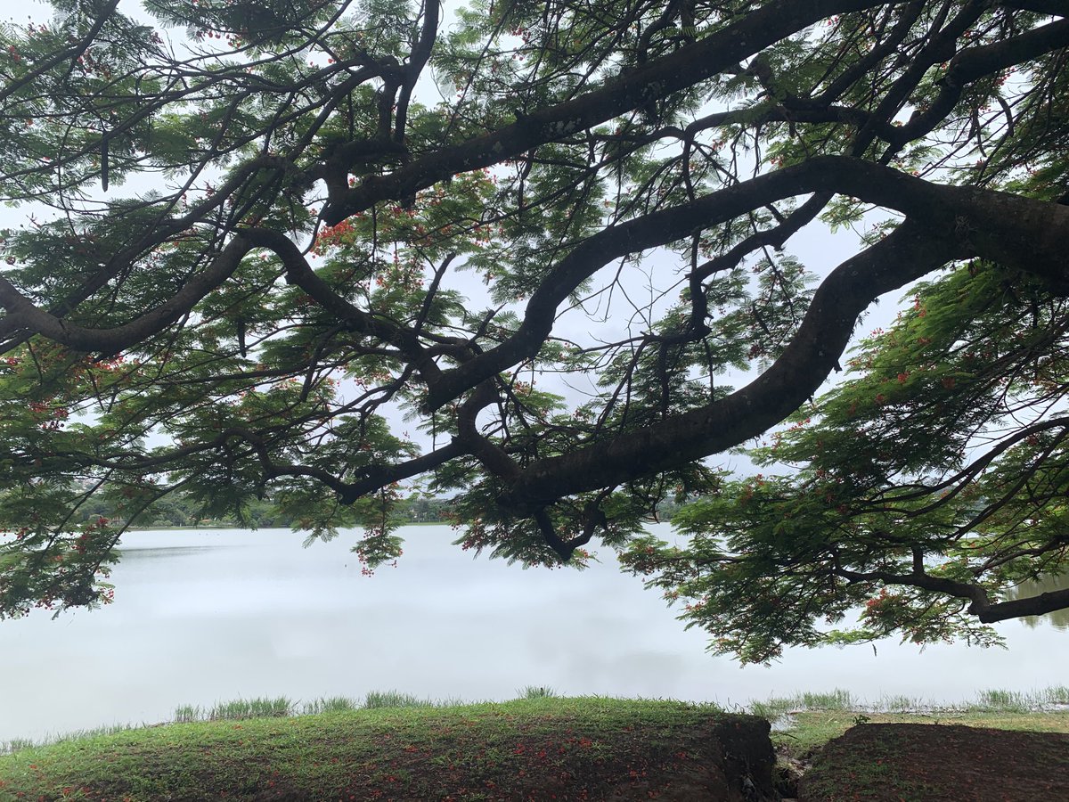 utsch's tweet photo. Eu rodava essa lagoa pra ir pra escola. Isaquias a atravessa de um lado pro outro, desde 2014, pra treinar. Lagoa Santa é a casa do time masculino de canoagem do Brasil, a casa desse baiano e agora a casa de uma medalhinha de ouro. https://t.co/2XqINcRCep