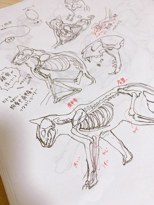 猫の骨格勉強したら一気に描けるようになった
やっぱ骨って大事だな 