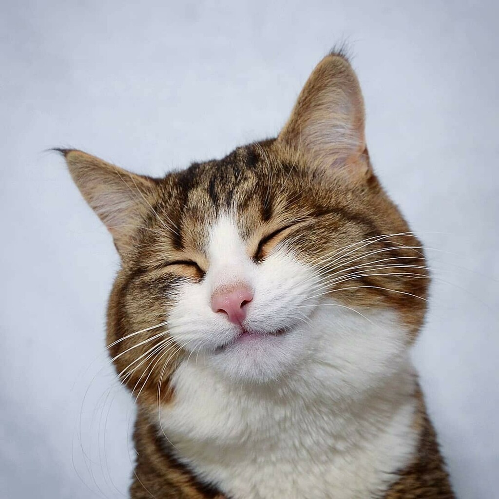 Wake up every morning with a smile. Life must be optimistic, smile for fun..😹
😅 📷@rexiecat

#cats_of_the_world
#cutestcat
#cats_of_instagram
#catsofinstagram
#catsgram
#funnycats
#pamperedcats
#cats
#funny
#catsfollowers
#catsoftheworld
#catsoftheday
#catlife
#catsofmelbourn…