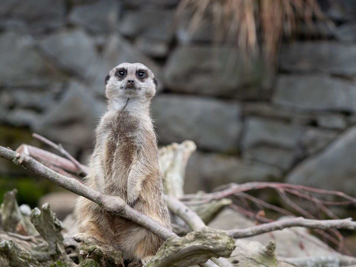 Welsh Mountain Zoo tweet media
