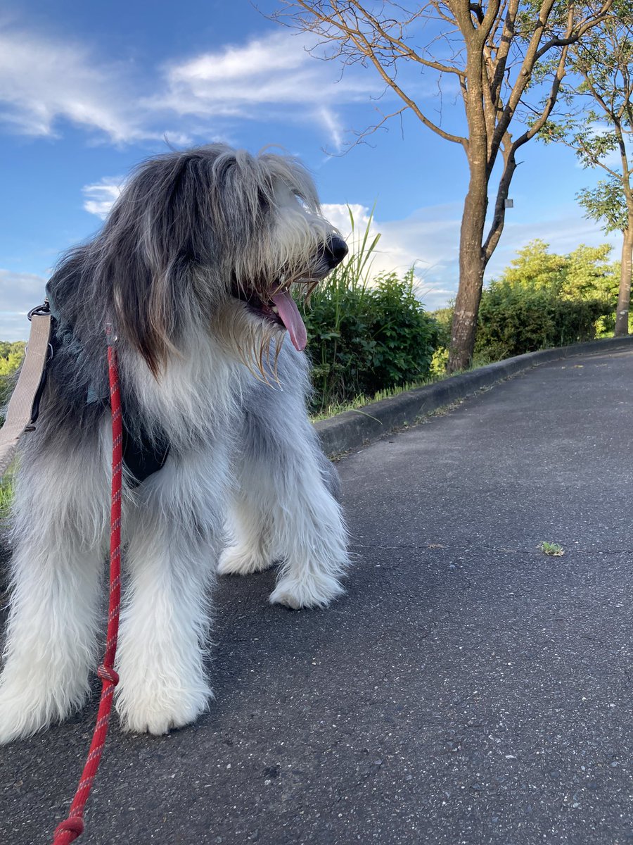 ヨコサト 暑いけど緑地は気持ちいい 散歩道 いぬ 犬のいる幸せ 犬好きさんと繋がりたい びあでっとこりー Beardedcollie ヨコサト 暑いけど緑地は気持ちいい 散歩道 いぬ 犬のいる幸せ 犬好きさんと繋がりたい びあでっとこりー Beardedcollie