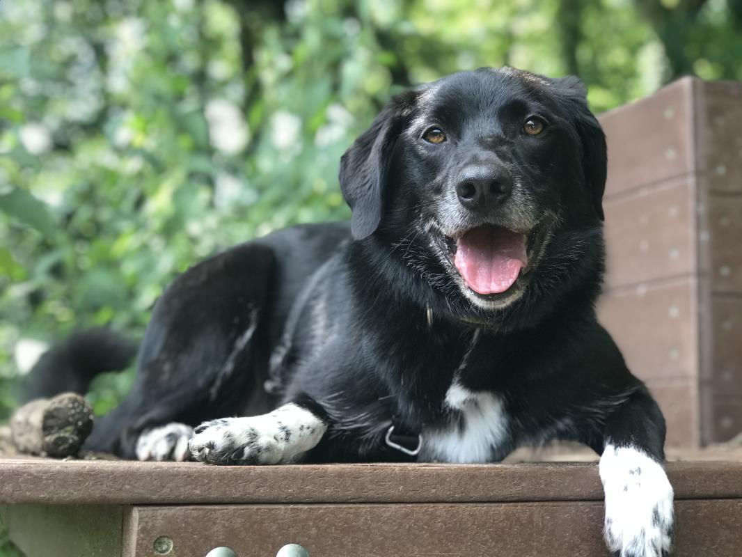 AdoptionsUk's tweet photo. Please retweet to help Zeke find a home #DEVON #ENGLAND  (within 2 hours) 

Beautiful Lab cross, aged 5, he's been overlooked for a long time now, he's looking for an experienced, adult home as the only pet but enjoys dog pals out
SEE DETAILS👇
https://t.co/pKEwHyH7ee
#dogs https://t.co/c63ADedME2