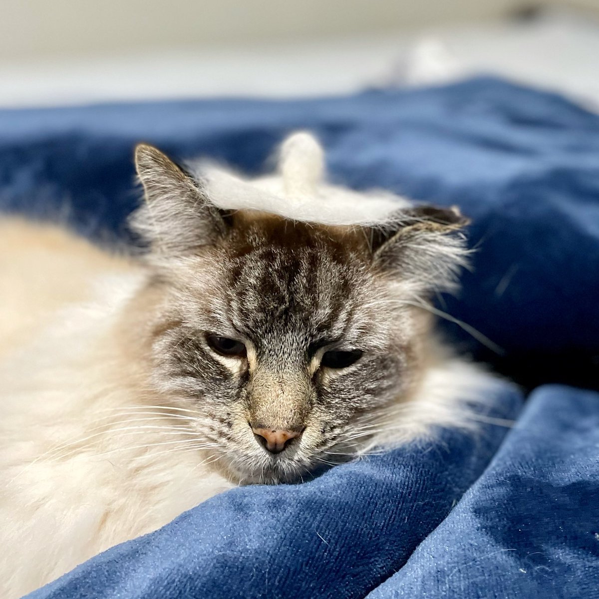 meggsietweets's tweet image. Bored in lockdown so I’ve made fur hats for my cats - from their own fur #lockdownprojects #CatsOfTwitter