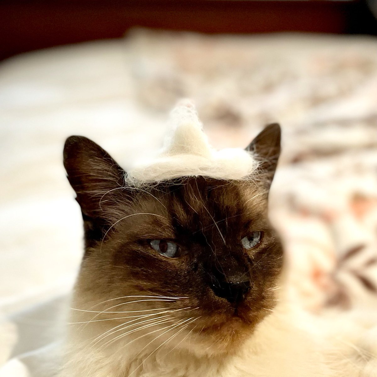 meggsietweets's tweet image. Bored in lockdown so I’ve made fur hats for my cats - from their own fur #lockdownprojects #CatsOfTwitter