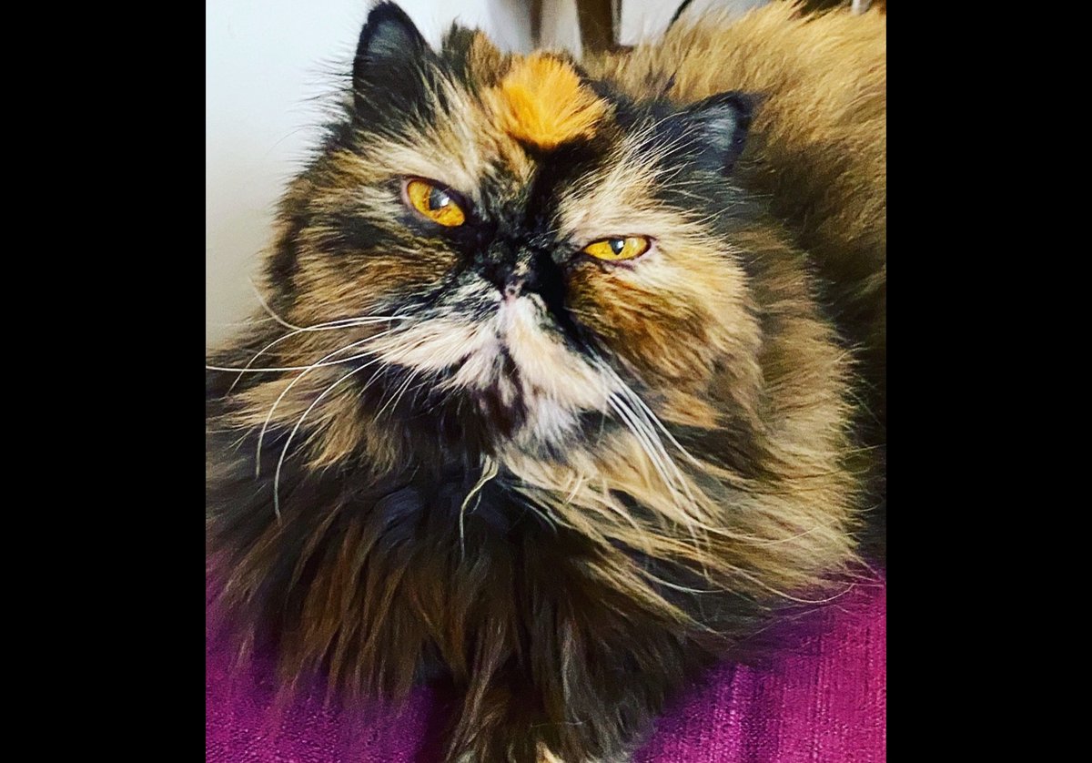 SarahRexStyle's tweet image. Good Morning! This is Liza. #Supercatsaturday @AmyFreeze7