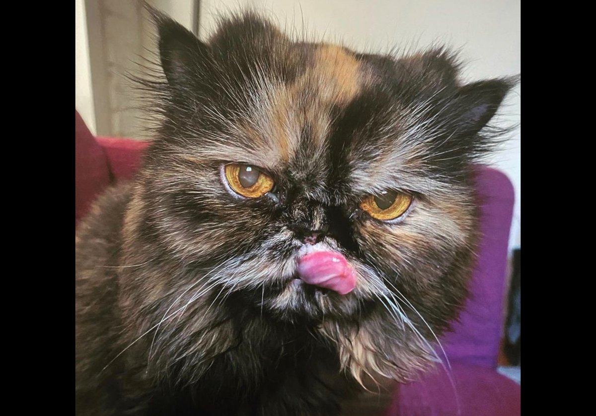 SarahRexStyle's tweet image. Good Morning! This is Liza. #Supercatsaturday @AmyFreeze7