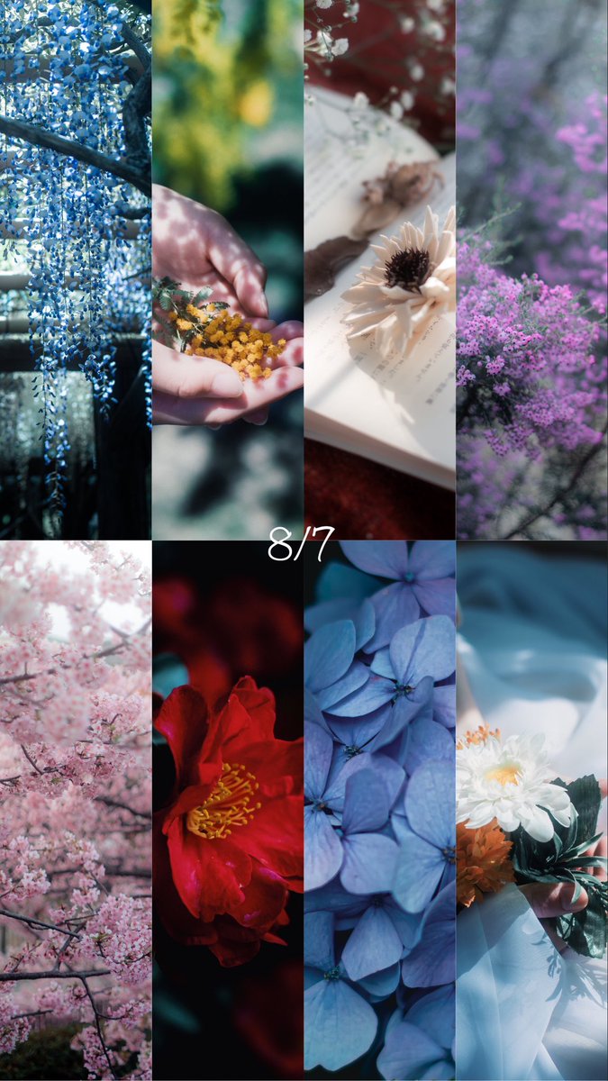 fuyuuma69's tweet image. 花の日という事で、

カメラロールに残っていた色んな花達を

ギュッとまとめてみました🐾💐

#花の日
#はなの日