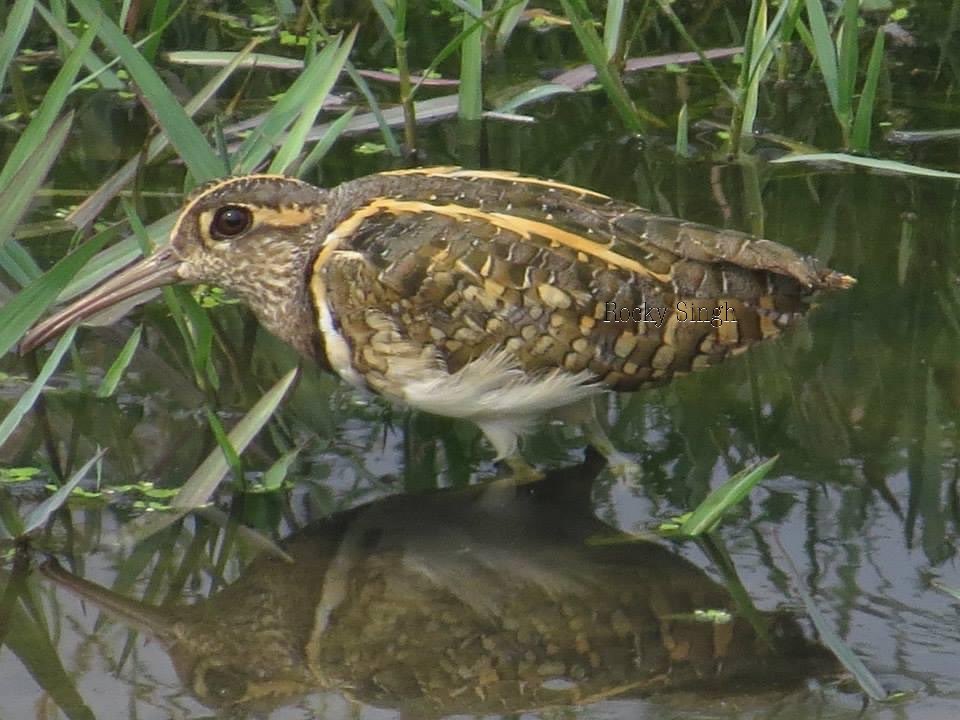 The male Greater Painted Snipe is definitely less striking looking than the female Greater Painted Snipe and that’s an exception. The onus of being beautiful and stunning falls on the males in the bird world and so usually, they’re prettier #indiaves @WorldofWilds