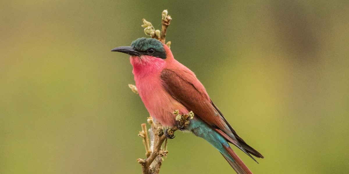 Carmine bee eaters live in colonies of up to 1,000 birds! 🐦⁣
⁣
Find out more with #Eden: Untamed Planet. Discover where to watch in your region 👉  fal.cn/N4mi
⁣
#EarthOnLocation by © Sam Oakes ⁣