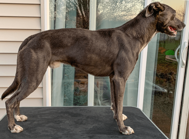 VespasMum's tweet photo. There is no species more varied in size or shape than the dog. An understanding of your dog’s structure and gait will help your dog to live a healthier life. These consults can also be done virtually via zoom! Find out more here https://t.co/3VLXVSrd6O https://t.co/3wRGh3eM3G