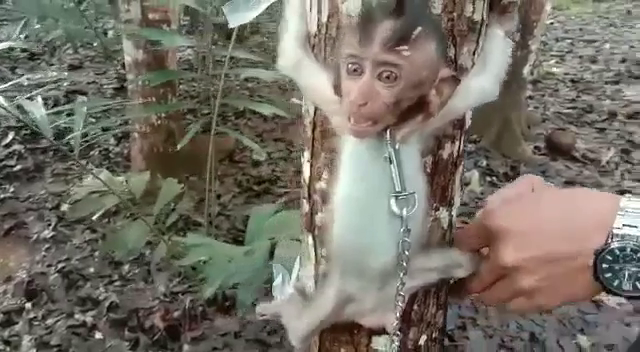 Baby monkey tied to tree in Indonesia; a victim of online monkey hate group.