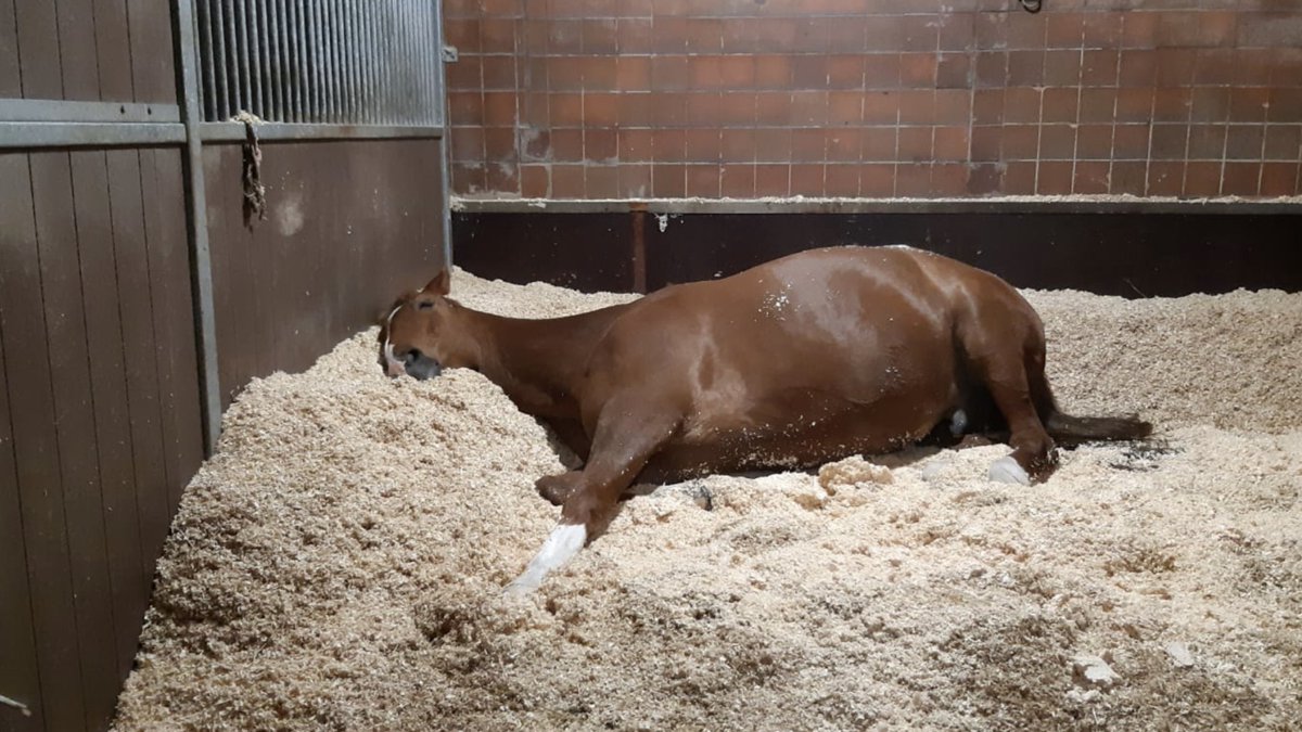MerPolMounted's tweet photo. Anyone else feeling like Boris today? #StandTall #NotStandingAtAll #PHBoris #NotInTheMood #DuvetDay #RainyWeekend https://t.co/8xUsYQmUO4