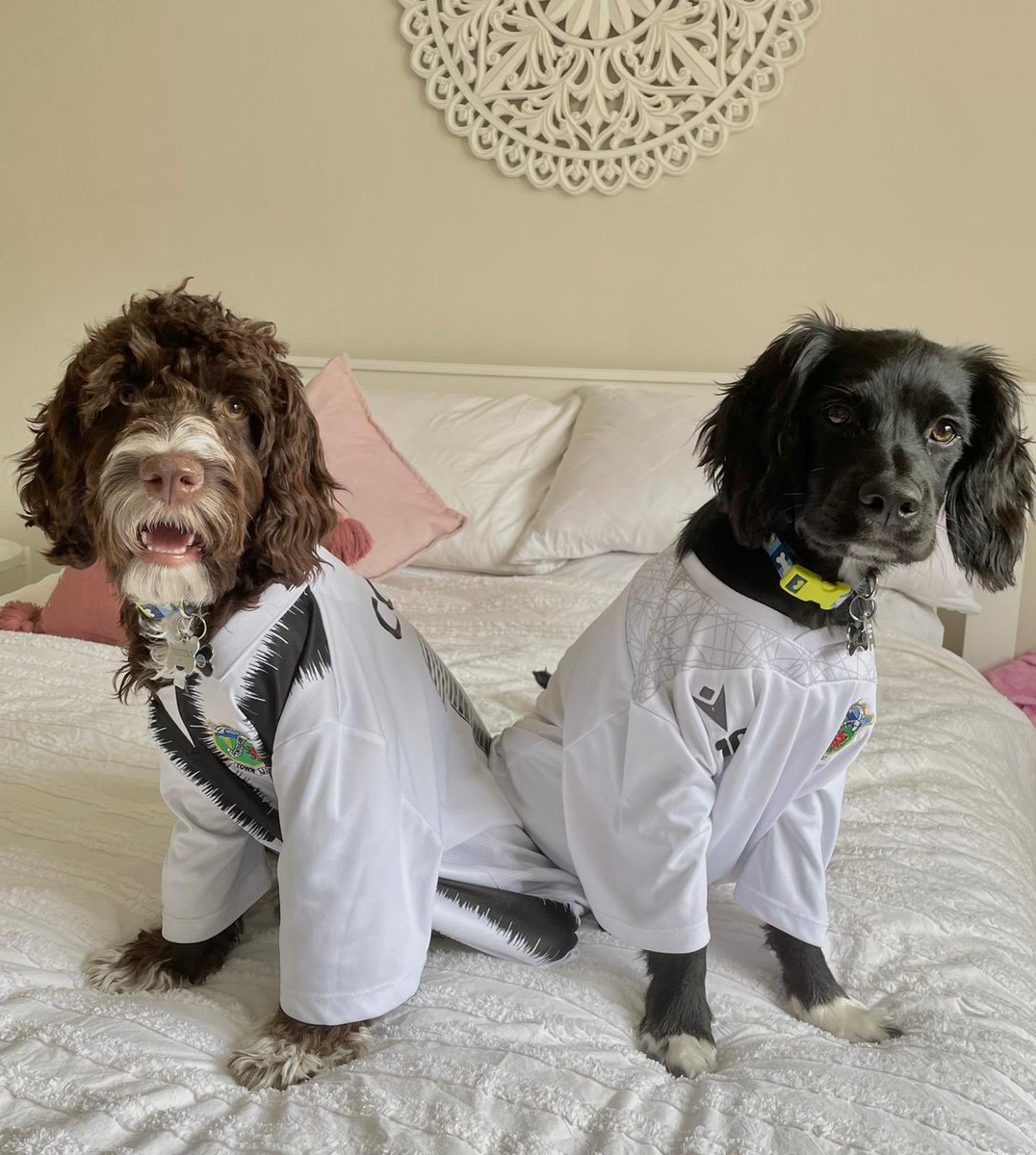 Pontardawe Ladies FC tweet media