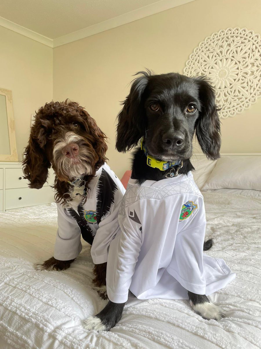 Pontardawe Ladies FC tweet media